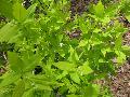 Chardonnay Pearls Deutzia / Deutzia 